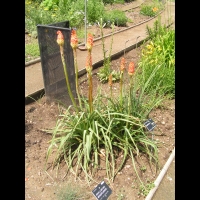 Kniphofia Uvaria (fam. Asphodelacees) (Afrique du Sud) (3)